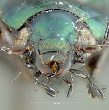 Media type: image;   Entomology 35413 Aspect: head frontal view